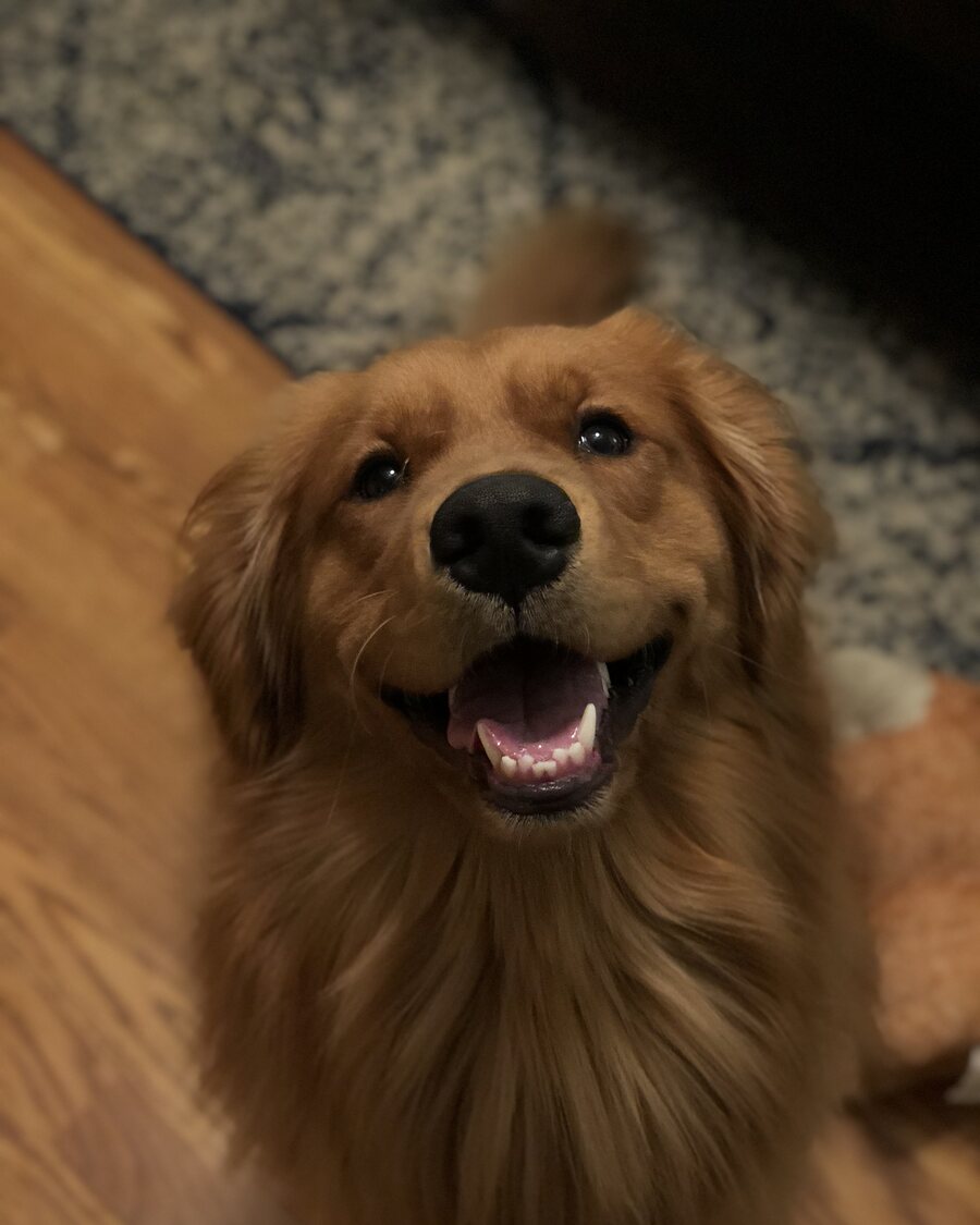 Phone photo of a golden retriever